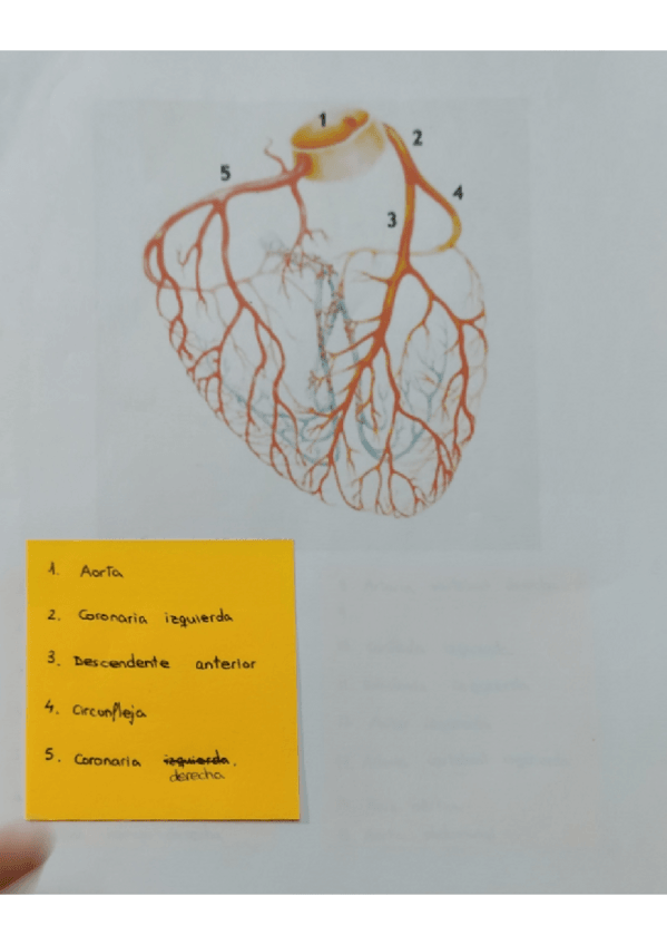 Miniatura del documento Dibuixos-examen.pdf