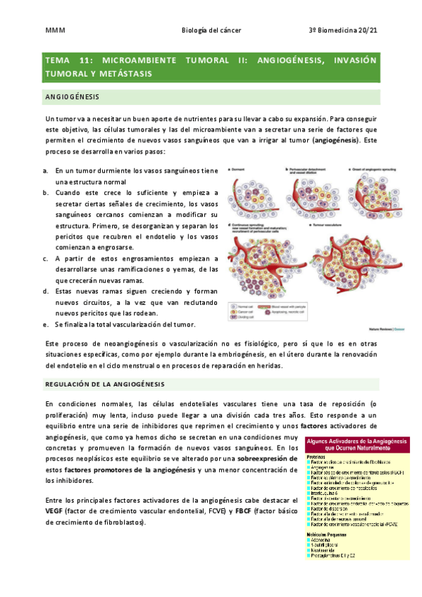 Miniatura del documento TEMA-13-Microambiente-tumoral-II.pdf