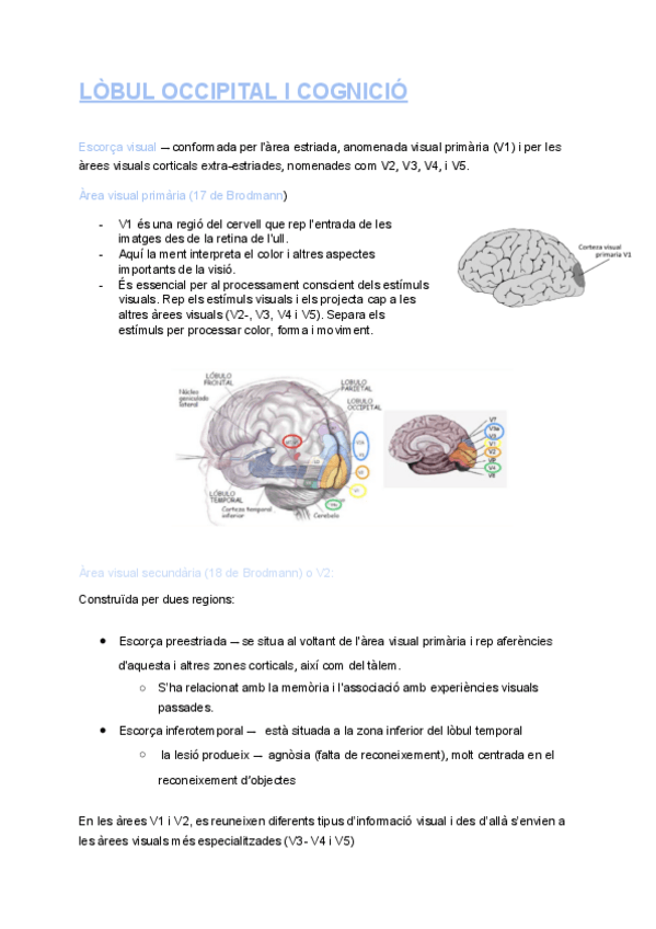 Miniatura del documento lobul-occipital-2-pdf.pdf