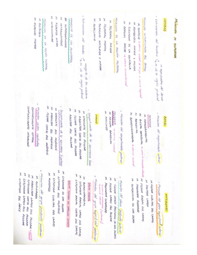 Miniatura del documento ESQUEMAS-MUSCULOS-Y-ARTICULACIONES-MSUPERIOR.pdf