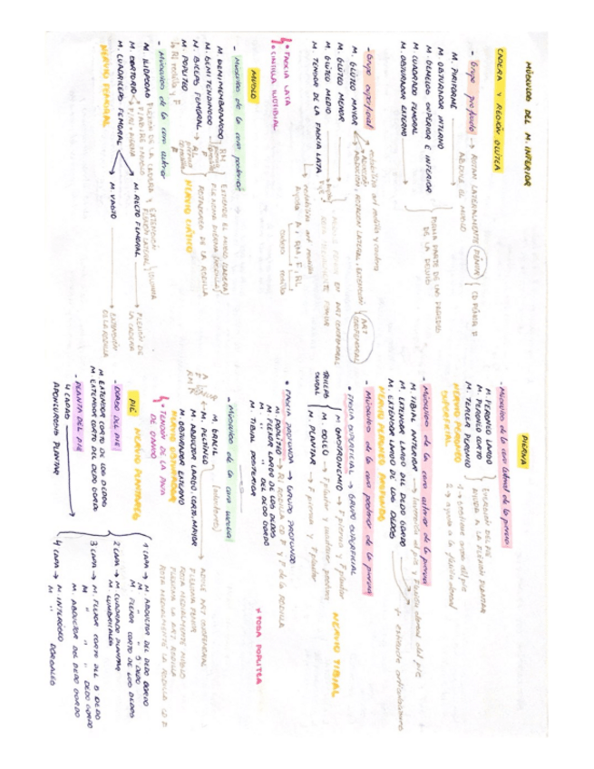 Miniatura del documento ESQUEMAS-MUSCULOS-Y-ARTICULACIONES-M-INFERIOR.pdf