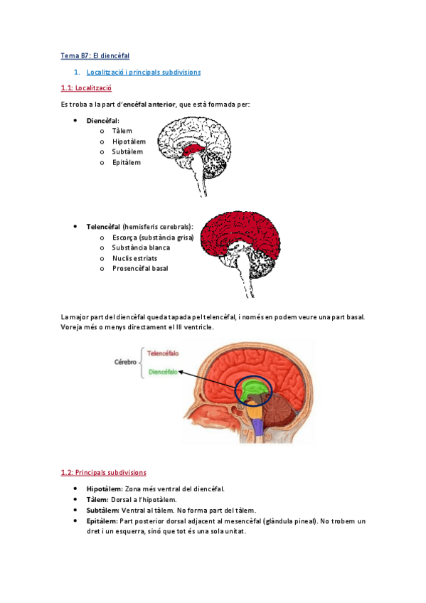 Miniatura del documento Tema B7_Diencèfal.pdf