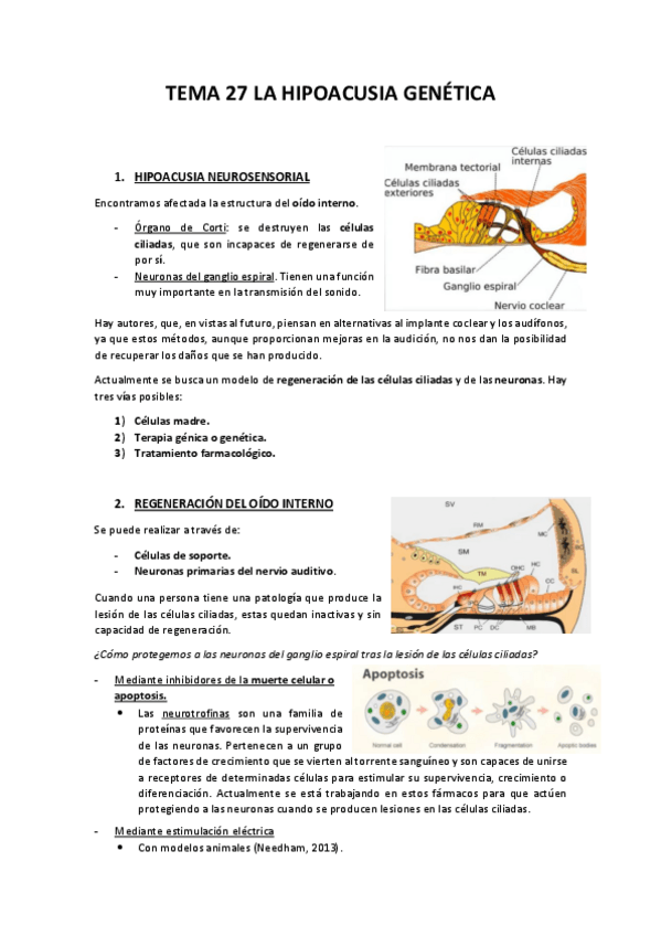Miniatura del documento TEMA-27-LA-HIPOACUSIA-GENETICA.pdf