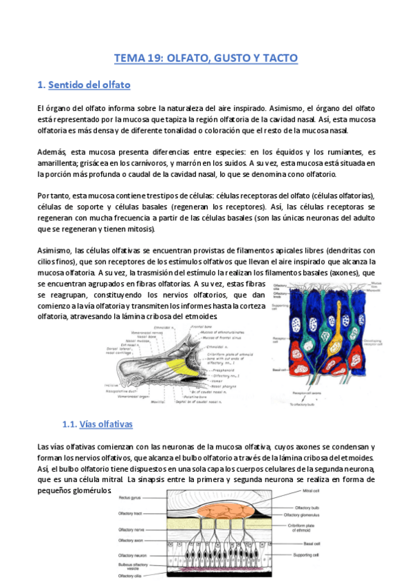Miniatura del documento TEMA-19-Anatomia.pdf