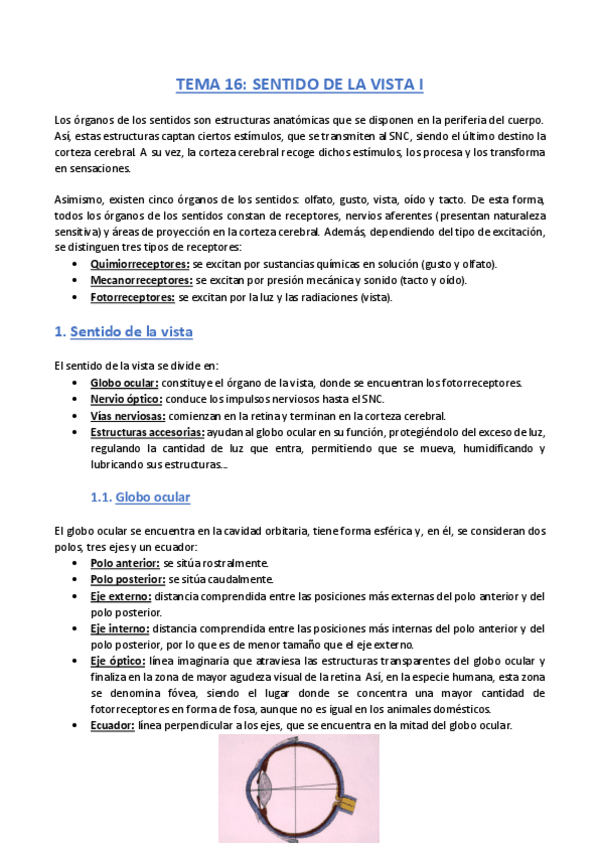 Miniatura del documento TEMA-16-Anatomia.pdf