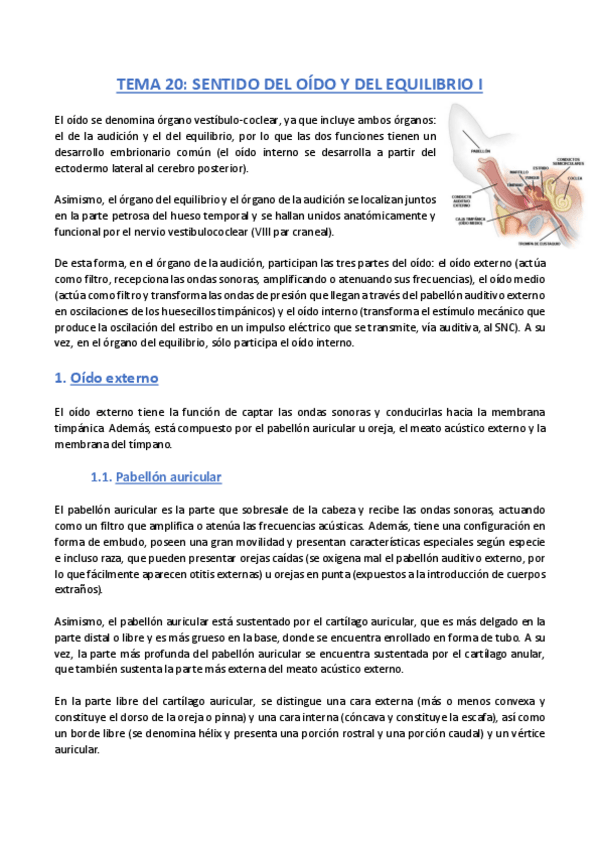 Miniatura del documento TEMA-20-Anatomia.pdf