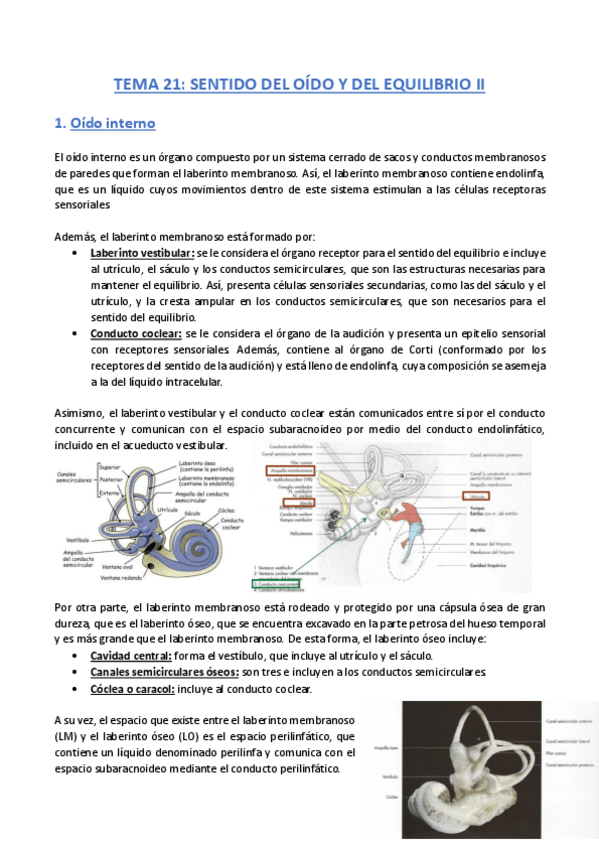 Miniatura del documento TEMA-21-Anatomia.pdf