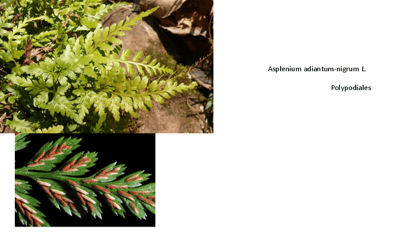 Miniatura del documento Visu-20-21.pdf