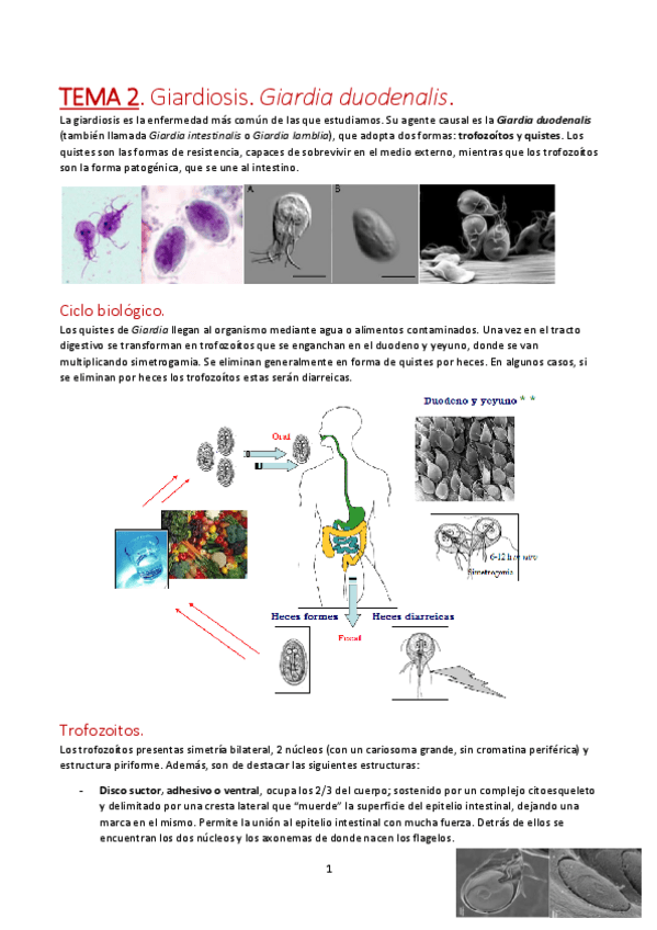 Miniatura del documento TEMA-2.pdf