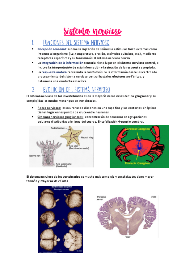 Miniatura del documento Sistema-nervioso.pdf