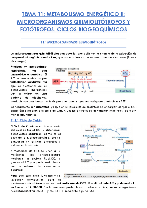 Miniatura del documento TEMA-11.pdf