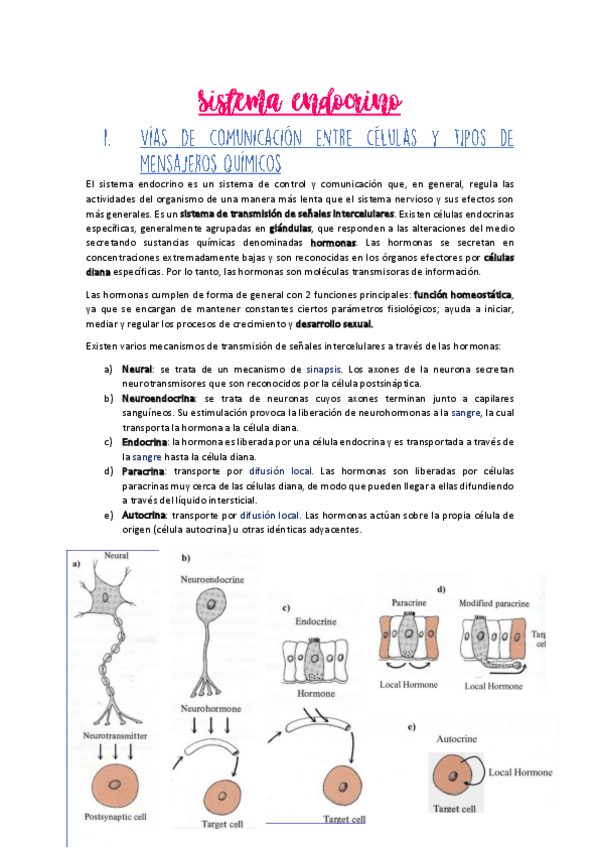 Miniatura del documento Sistema-endocrino.pdf