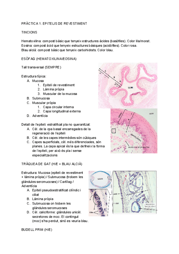 Miniatura del documento practica-1.pdf