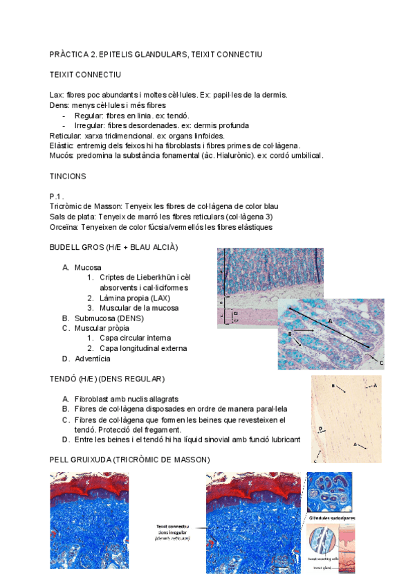 Miniatura del documento Practica-2.pdf