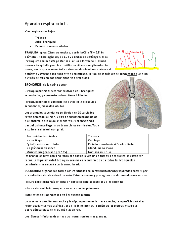 Miniatura del documento tema-6-respiratorio-II.pdf