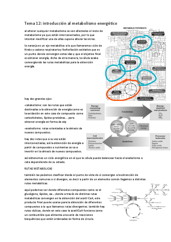 Miniatura del documento tema-12-introduccion-al-metabolismo.pdf