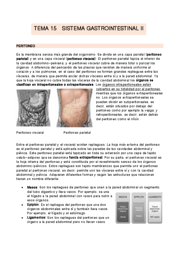 Miniatura del documento TEMA-15-anatomia.pdf