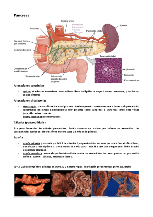 Miniatura del documento -Tema-2.pdf