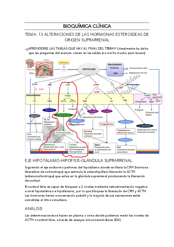 Miniatura del documento Bioquimica-clinica-tema-13.pdf