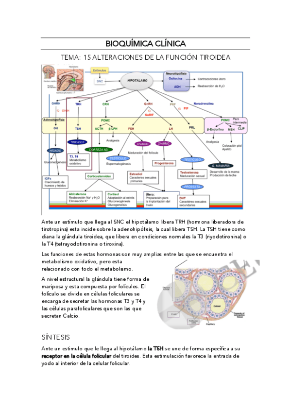 Miniatura del documento BIOQUIMICA-CLINICA-TEMA-15.pdf