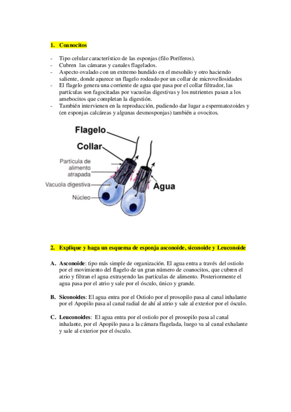 Miniatura del documento preguntas de examenes zoo ii.pdf