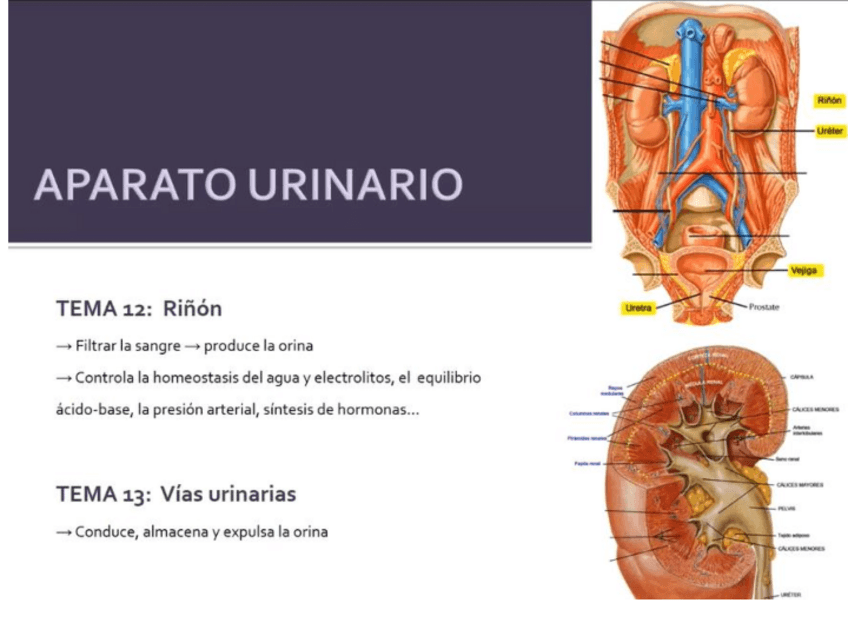 Miniatura del documento rinon.pdf