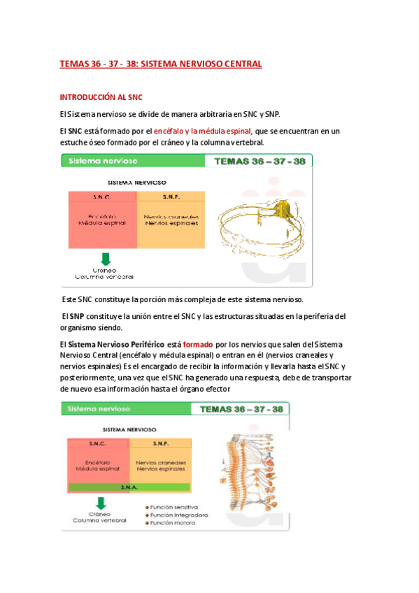 Miniatura del documento ANATOMIA-TEMA-36-37-38.pdf
