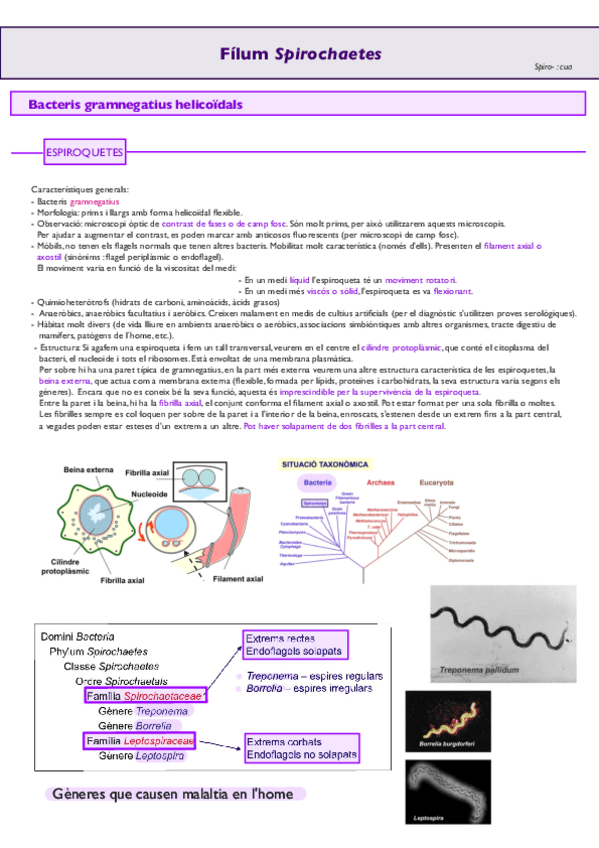 Miniatura del documento Gramnegatius-2.pdf