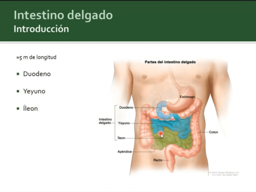 Miniatura del documento intestino-delgado.pdf