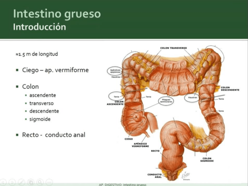 Miniatura del documento intestino-grueso.pdf