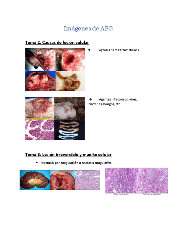 Miniatura del documento Imagenes-de-APG.pdf