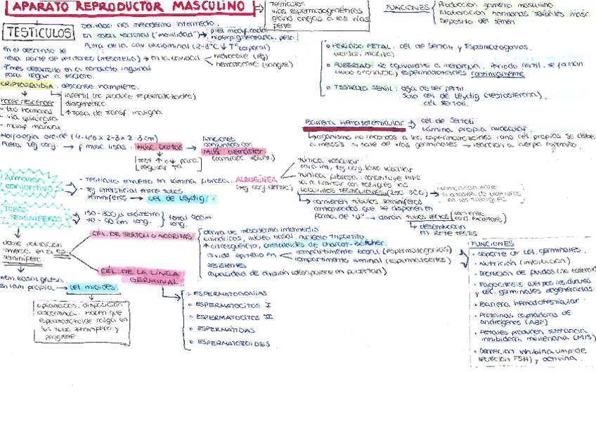 Miniatura del documento APARATO-REPRODUCTOR-MASCULINO.pdf