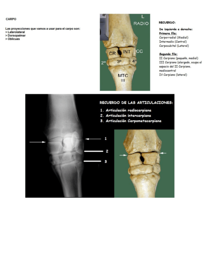 Miniatura del documento Rx-de-Caballos.pdf