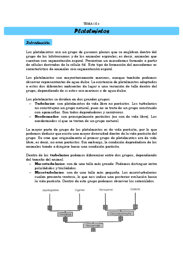 Miniatura del documento TEMA 10.c. Platelmintos