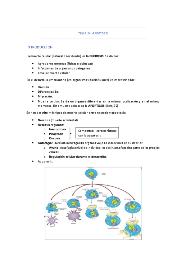 Miniatura del documento TEMA-14-APOPTOSIS.pdf