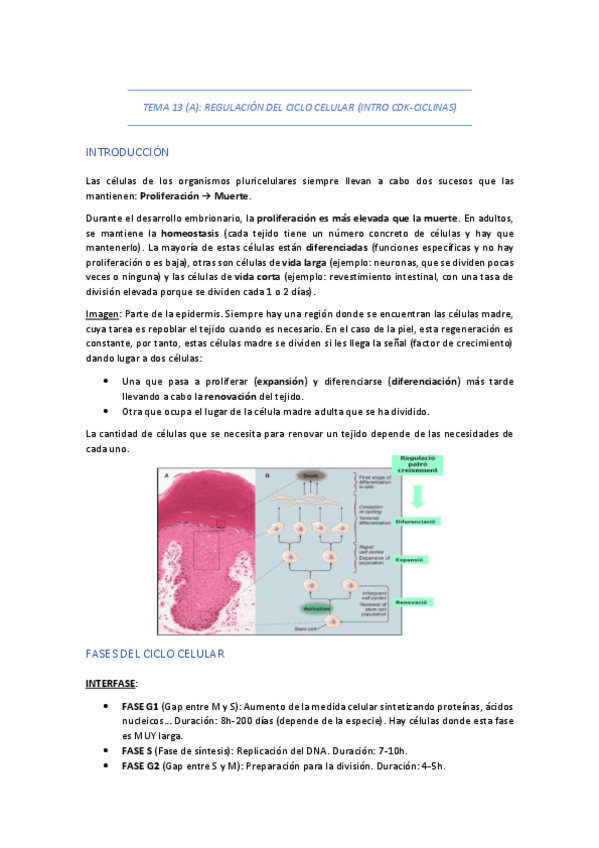 Miniatura del documento TEMA-13-A-REGULACION-DEL-CICLO-CELULAR-INTRO-CDK-CICLINAS.pdf