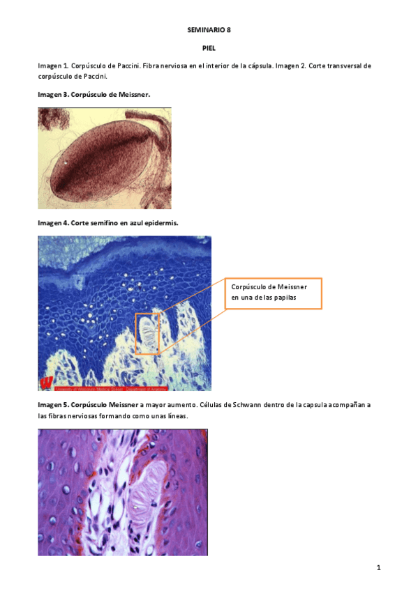 Miniatura del documento SEMINARIO-8.pdf