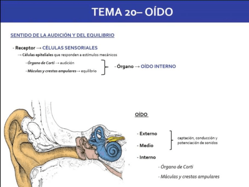 Miniatura del documento oido.pdf