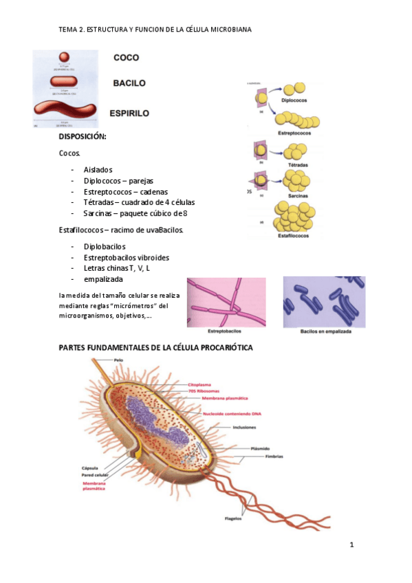 Miniatura del documento TEMA-2.pdf