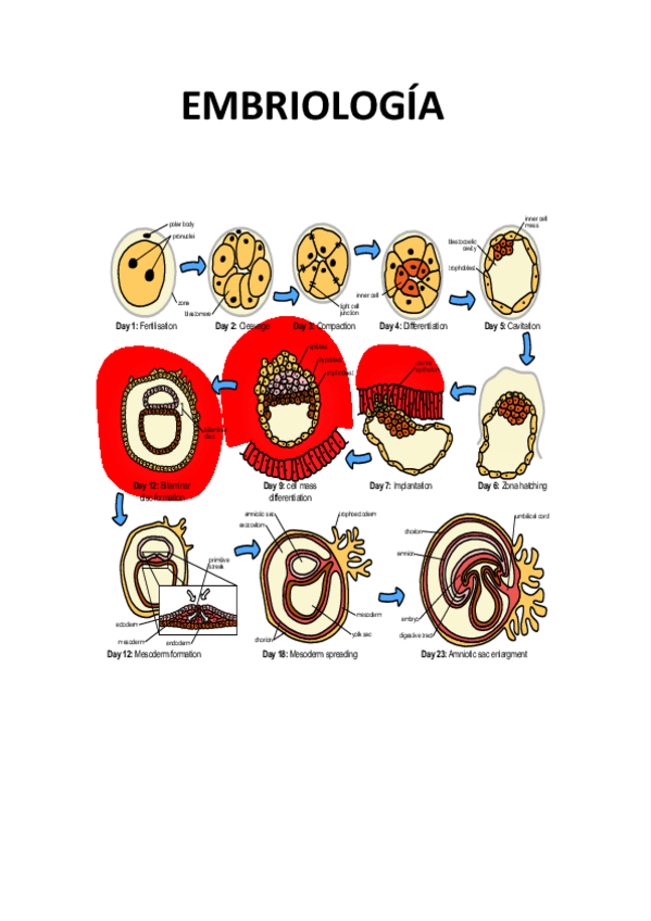 Miniatura del documento Anatomia-I.pdf