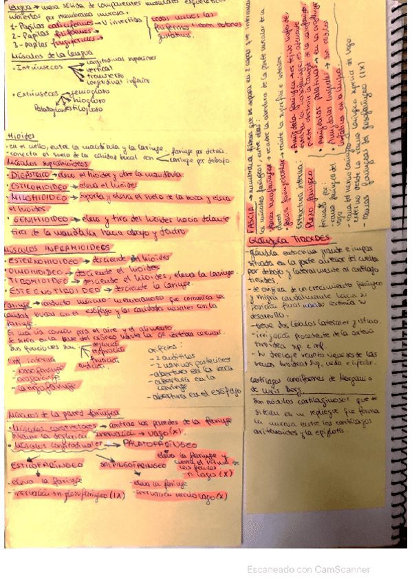Miniatura del documento APUNTES, COSAS IMPORTANTES Y PREGUNTAS EXAMEN ANATOMÍA.pdf