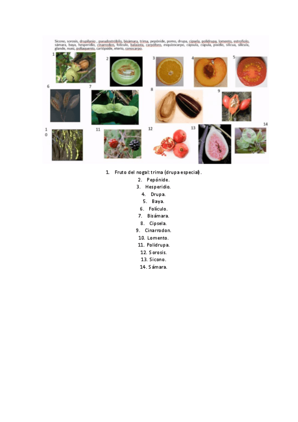 Miniatura del documento Modeloexamenfinal.pdf