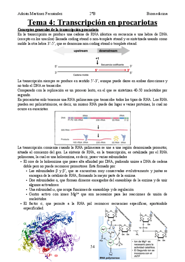 Miniatura del documento Tema-4-Transcripcion-en-procariotas.pdf