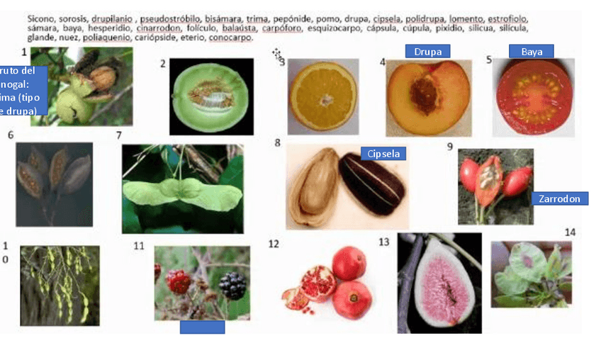 Miniatura del documento Modelo-examen-final.pdf