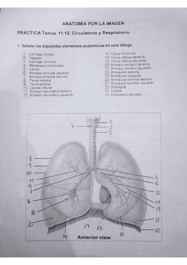 Miniatura del documento Actividades-circulatorio.pdf