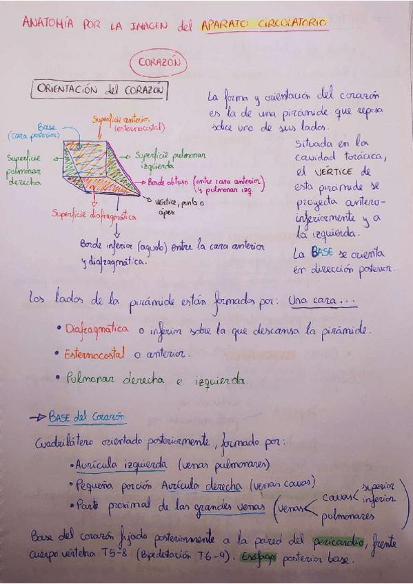 Miniatura del documento El-aparato-circulatorio.pdf