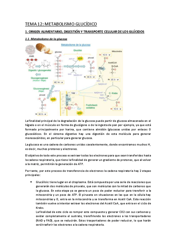 Miniatura del documento TEMA-12.pdf