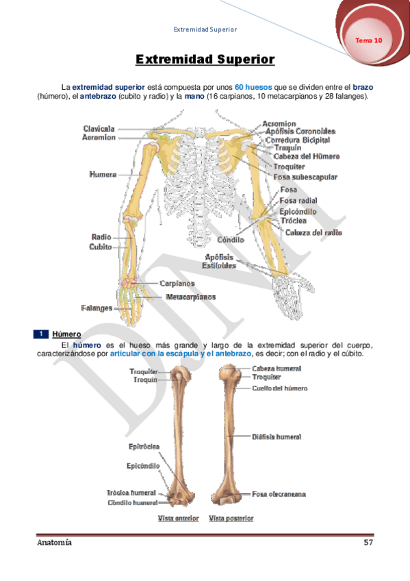 Miniatura del documento 10.pdf