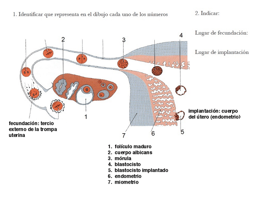 Miniatura del documento practica1_soluciones.pdf