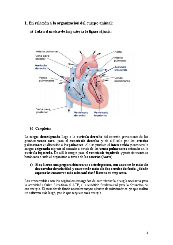 Miniatura del documento recopilacion-examenes-biologia.pdf